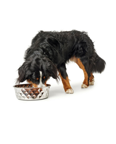 Dog Feeder Hunter Silicone Stainless steel 2,6 L