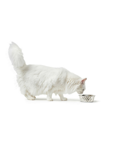 Dog Feeder Hunter Silicone Stainless steel 2,6 L
