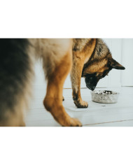Dog Feeder Hunter Silicone Stainless steel 1,05 L