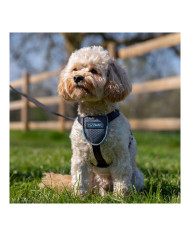 Dog Harness Company of Animals CarSafe Black XS