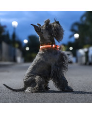 LED Collar for Pets Petlux InnovaGoods