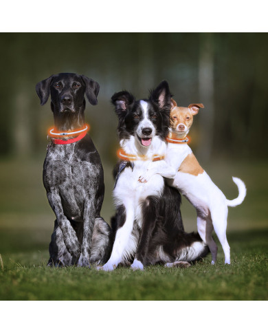 LED Collar for Pets Petlux InnovaGoods