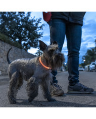 LED Collar for Pets Petlux InnovaGoods