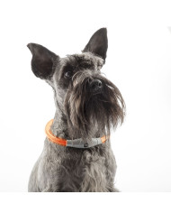 LED Collar for Pets Petlux InnovaGoods