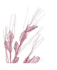 Branch Krist+ Pink 46 x 80 x 5 cm (12 Units)