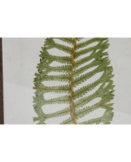 Painting Home ESPRIT Crystal Fir 45 x 2,5 x 70 cm