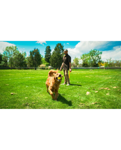Ball Launcher for Dogs Hunter Yellow Orange Rubber Ball