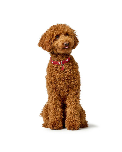 Dog collar Hunter Love Red XS 24-28 cm